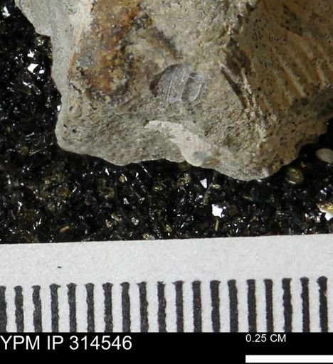 undet. Gastropoda