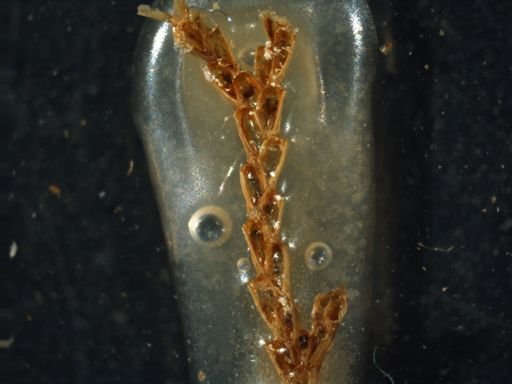 Bugula neritina
