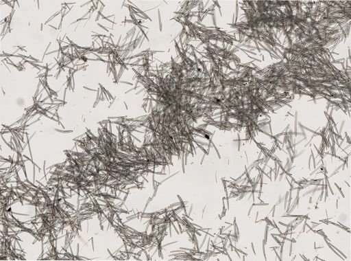 Clathria prolifera