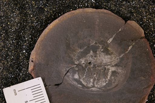 Euproops danae