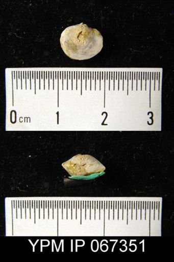 Nucleospira ventricosa