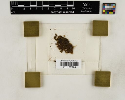 Plantae