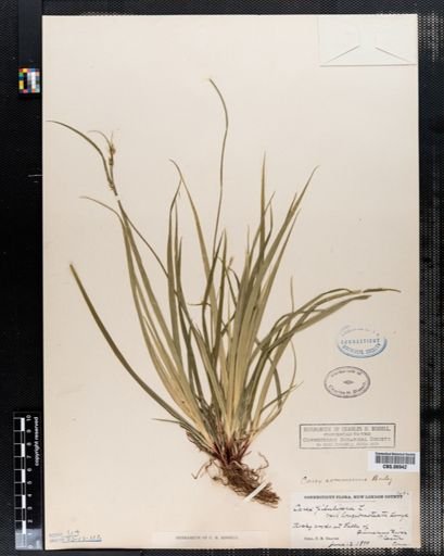 Carex communis
