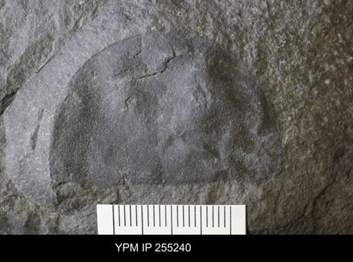 Erieopterus microphthalmus