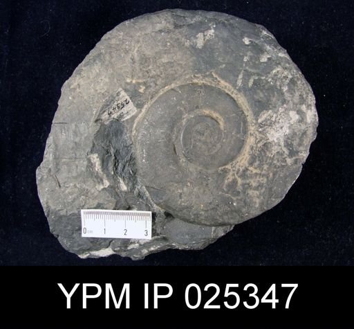 Maclurites magna