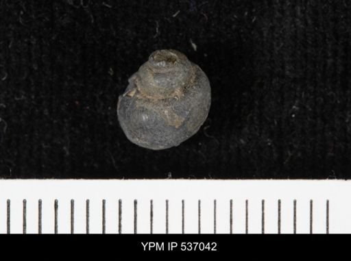 Viviparus montanaensis
