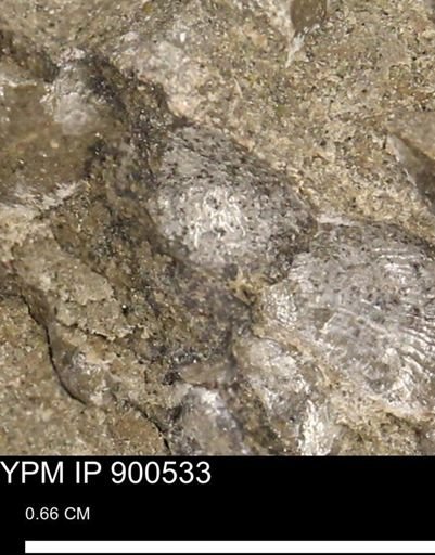 Anomia gryphorhyncha