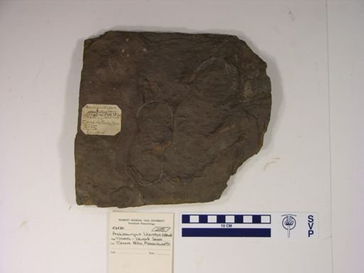 Anchisauripus exsertus