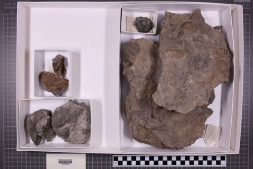 mixed taxa, stratigraphic collection