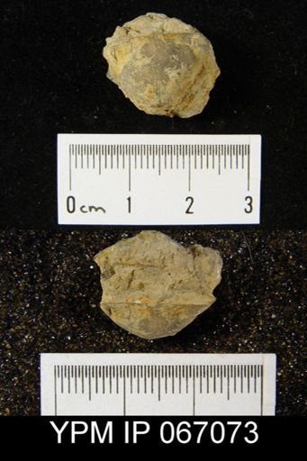 Stropheodonta arcuata