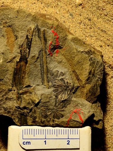Annularia sphenophylloides