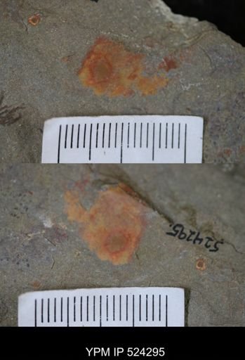 undet. Porifera