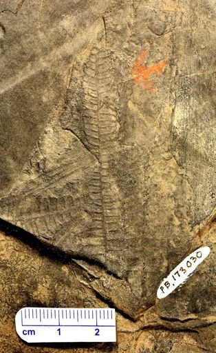 Pecopteris sp.