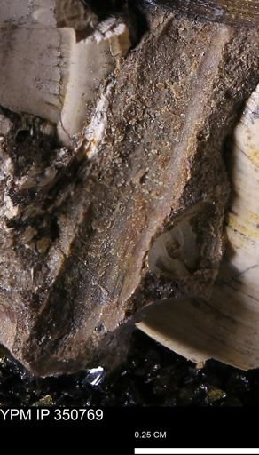 undet. Mollusca