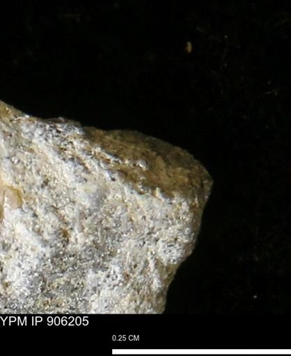 Mollusca?