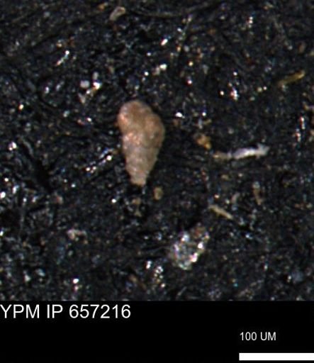 Verneuilinoides kansasensis
