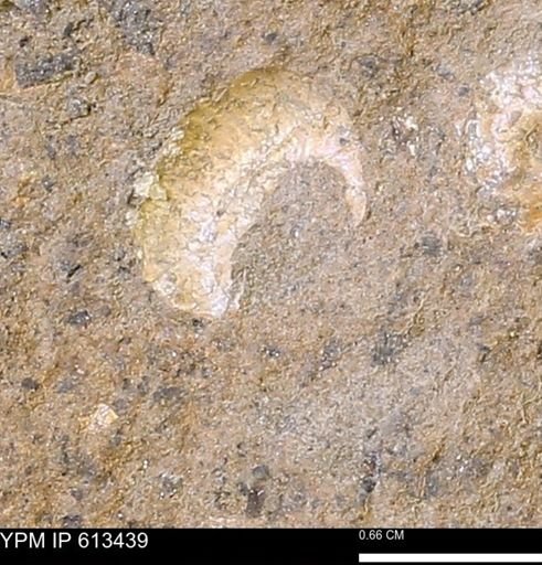 Scaphites sp.