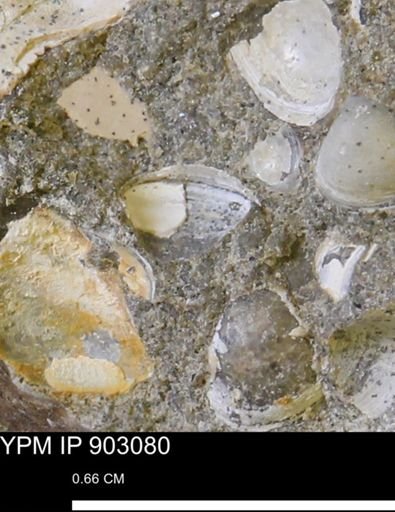 Corbulamella?