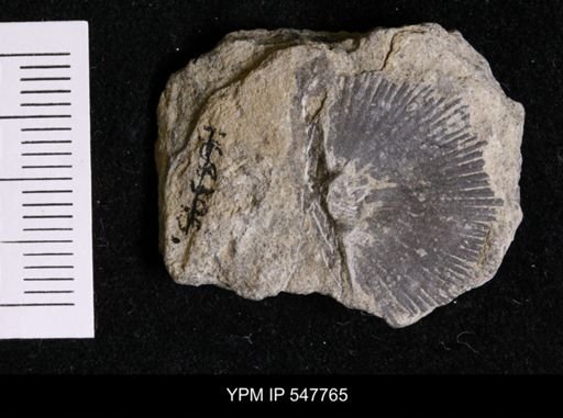 Schuchertella woolworthana
