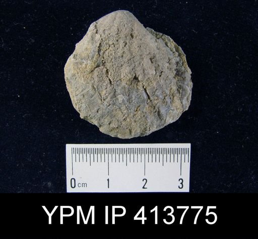 Gypidula sp.
