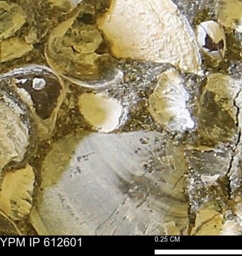 Protocardia sp.