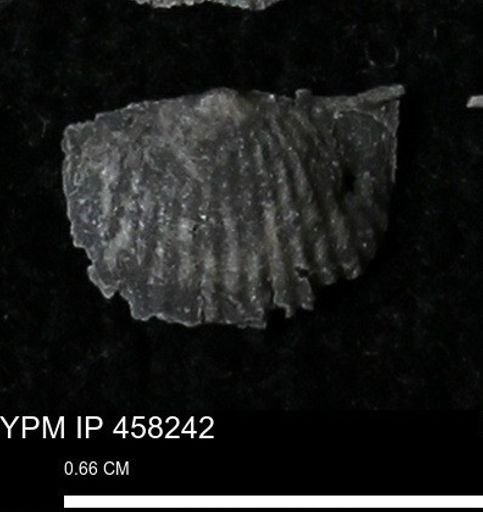 Chonetes mucronatus