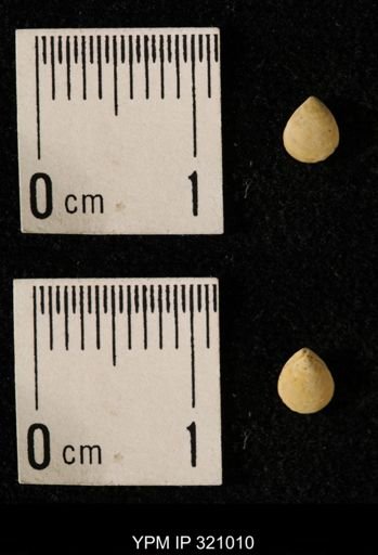 Dielasma elongatum
