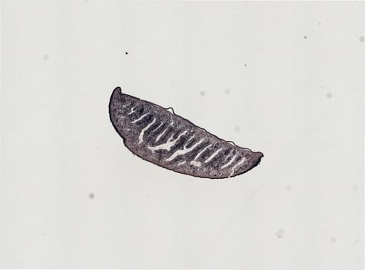 Foviella