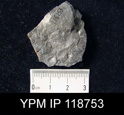 Anoplotheca hemispherica