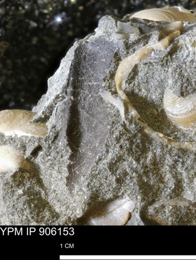 undet. Mollusca