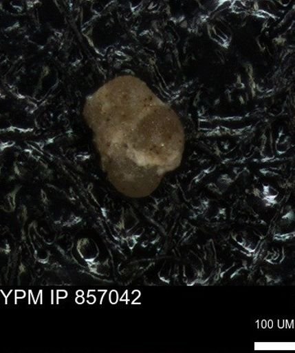 undet. Foraminiferida