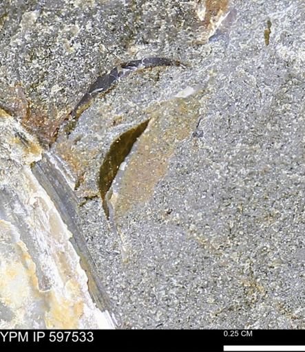 undet. Mollusca