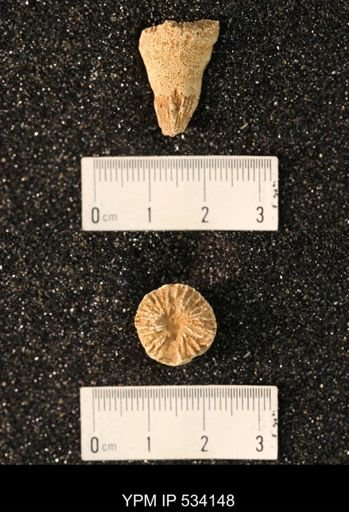 undet. Rugosa