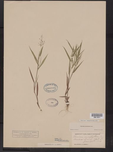 Panicum lanuginosum