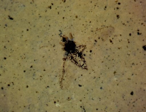 undet. Hexapoda