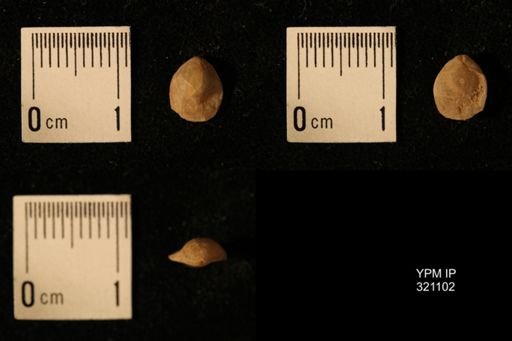 Dielasma breviplicatum