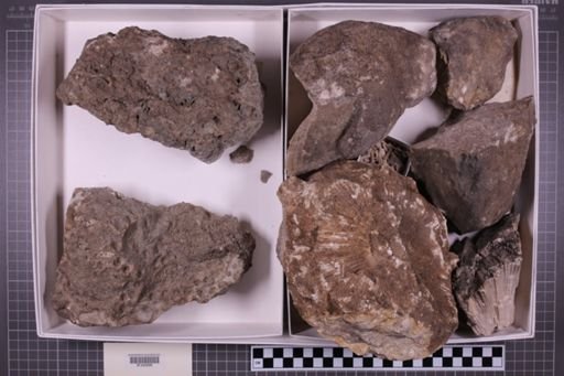 mixed taxa, stratigraphic collection