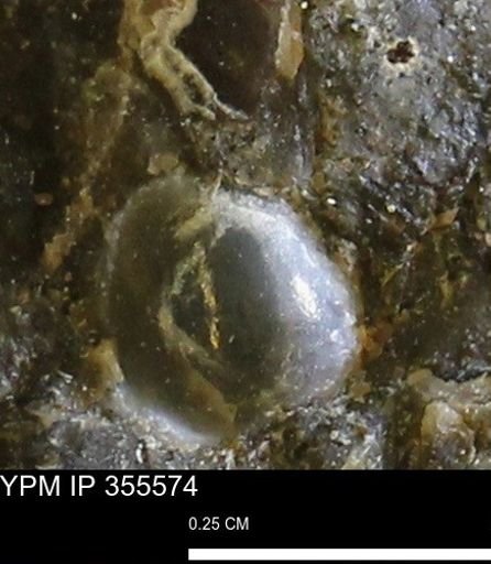 undet. Mollusca