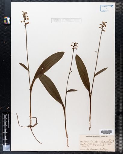 Habenaria clavellata