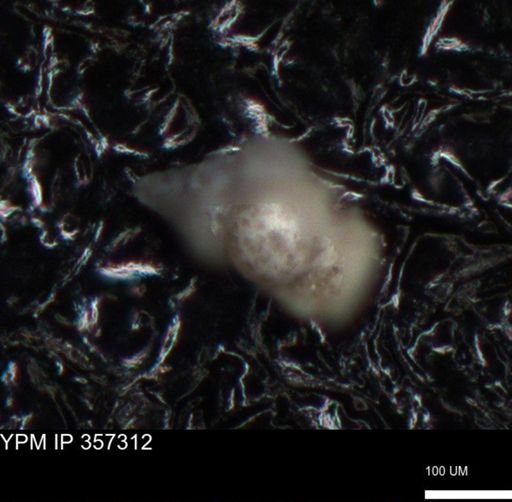 undet. Foraminiferida