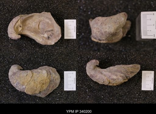 Gryphaea sp.
