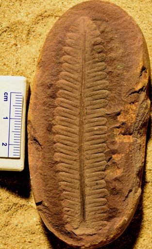 Pecopteris