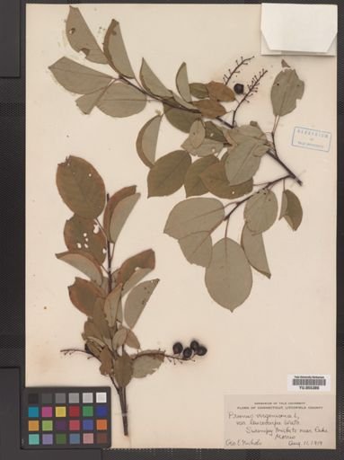 Prunus virginiana