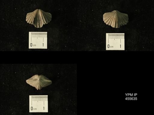 Platystrophia profundsulcata