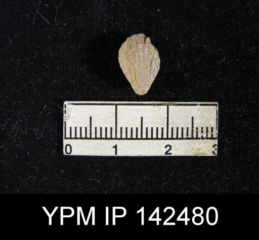 Uncinella sp.