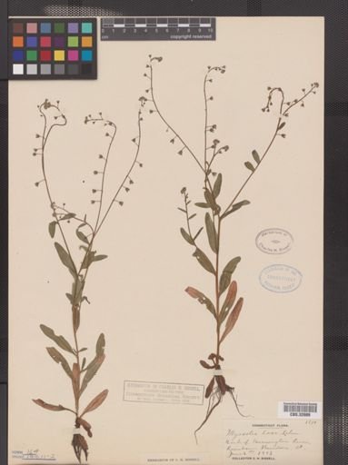 Myosotis laxa
