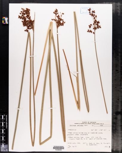 Scirpus validus