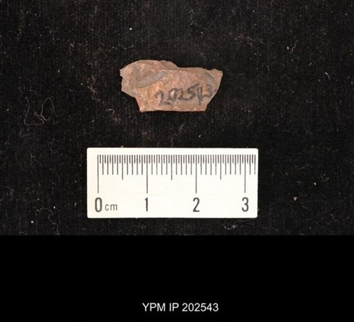 Holcoptera giebeli