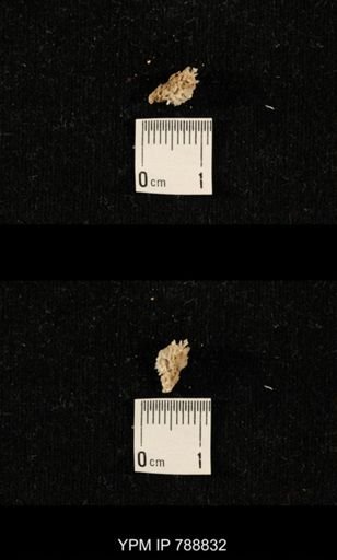 taxon undetermined
