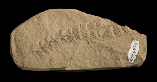 Asterophyllites equisetiformis
